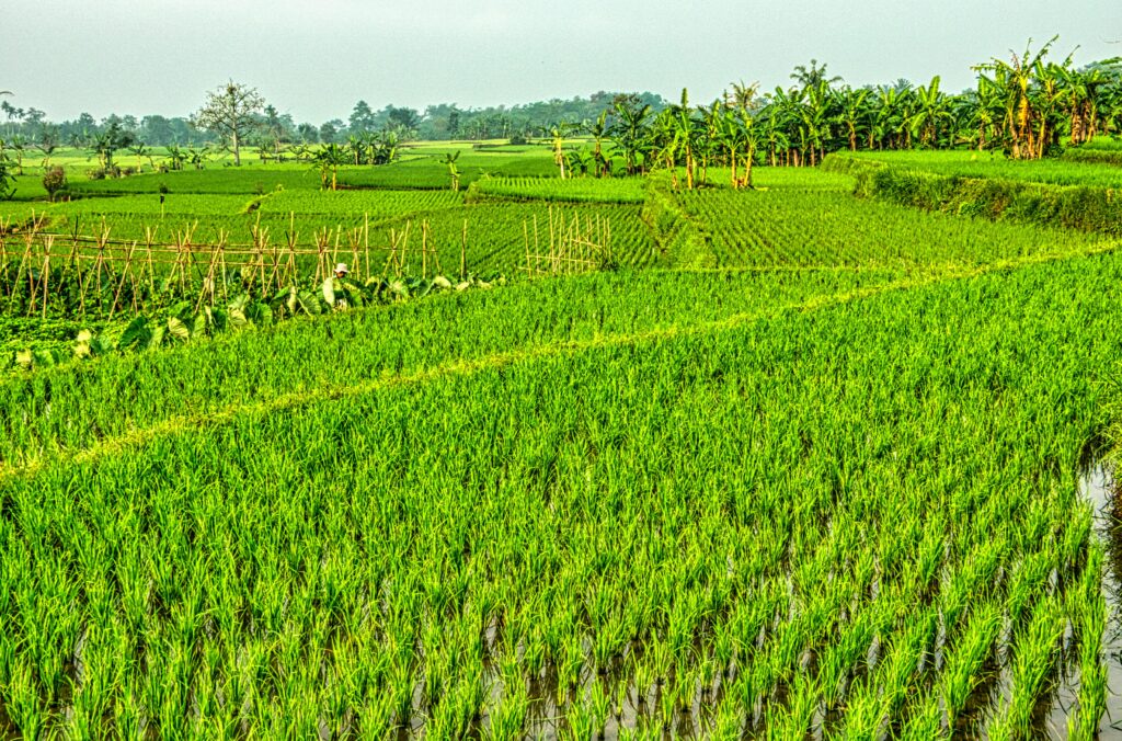 Scenic view of green rice fields in West Java, Indonesia, showcasing rural agriculture.