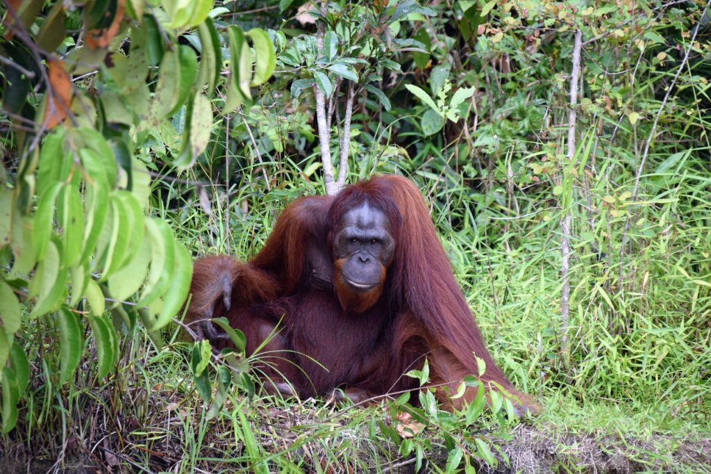 orang utan, kalimantan, borneo, indonesia, nature, tropical, orang utan, kalimantan, kalimantan, borneo, borneo, borneo, borneo, borneo