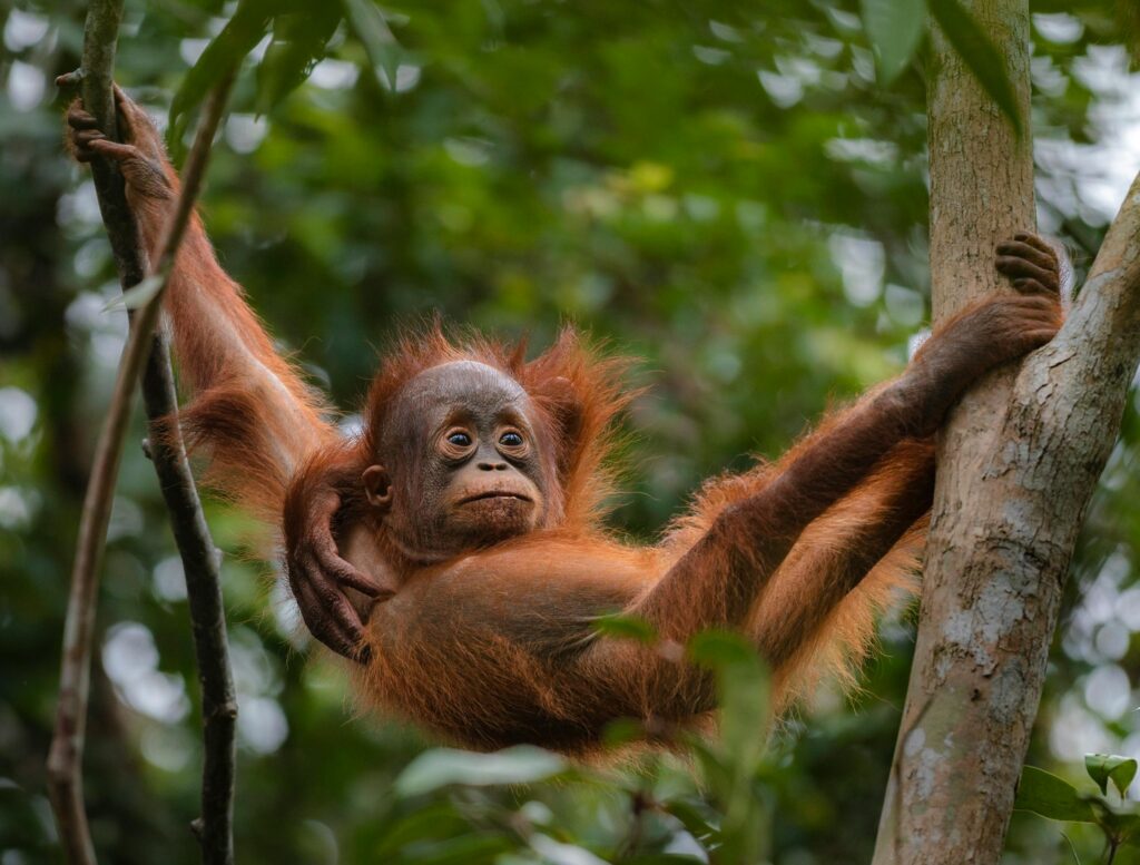 A playful orangutan hanging in the jungle, showcasing natural wildlife in its habitat.