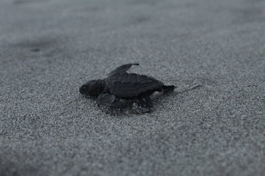 A baby sea turtle hatchling making its way across the sandy beach.