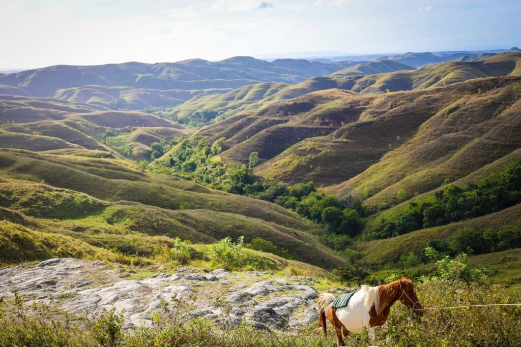 Breathtaking landscape with hills and a horse in East Nusa Tenggara, Indonesia.