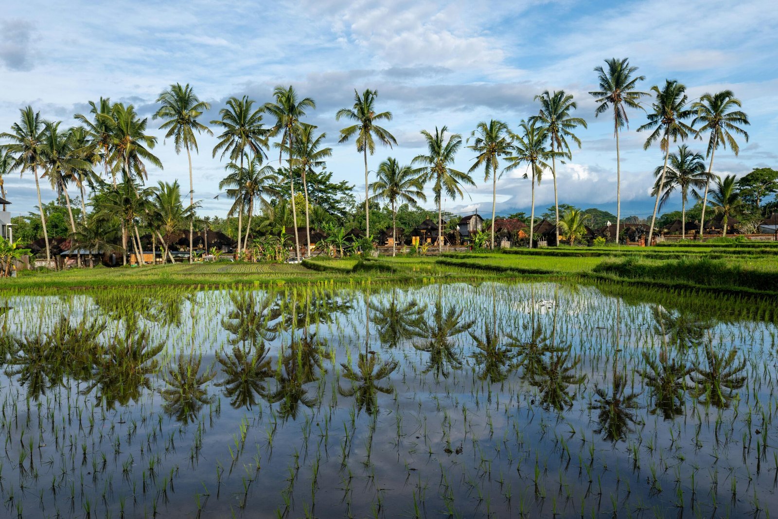 Beautiful Balinese rice paddies with palm trees and reflections under a clear sky.