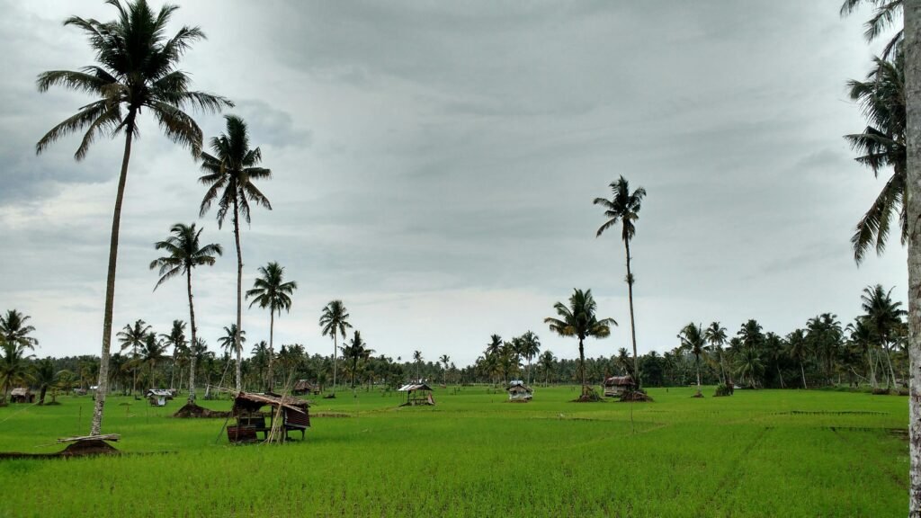Vibrant green rice fields and palm trees under a cloudy sky in North Sumatra, Indonesia.