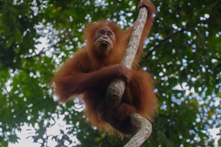 Close-up of a wild orangutan climbing a tree in its natural forest habitat during summer.